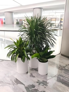 海曙花卉出租，实惠之选，点亮空间每一处